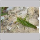 Tettigonia viridissima - Gruenes Heupferd 10.jpg
